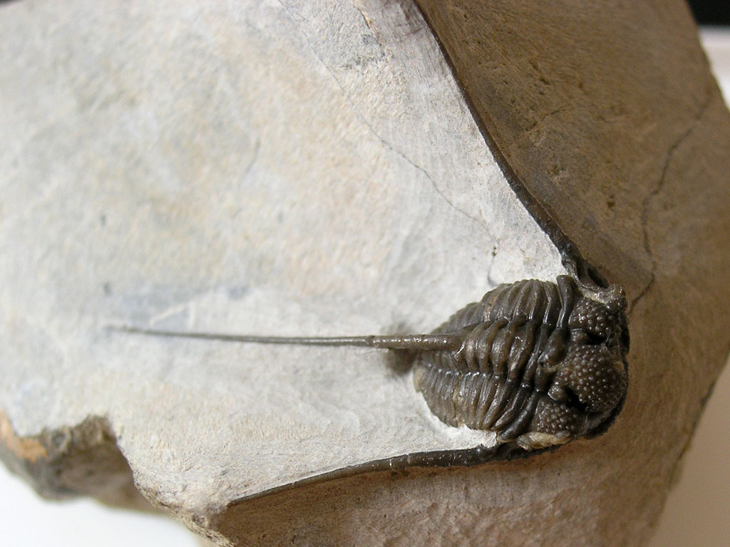 Cyphaspis agayuara CHATTERTON et al., 2006