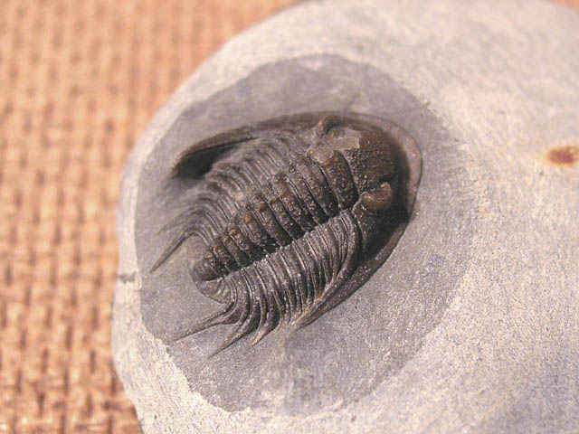 Xiphogonium trautensteinensis crassus