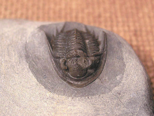 Xiphogonium trautensteinensis crassus