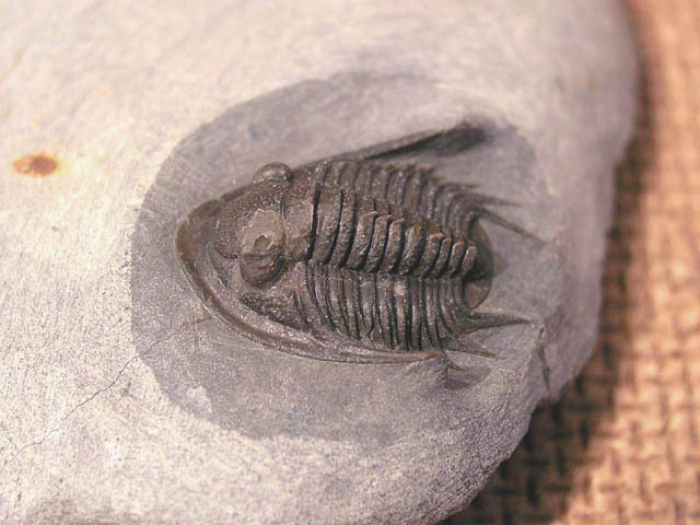 Xiphogonium trautensteinensis crassus