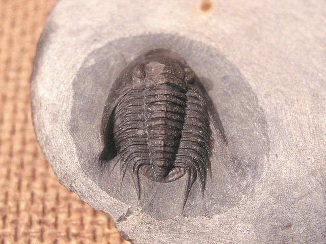 Xiphogonium trautensteinensis crassus