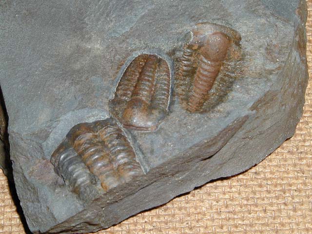 Ellipsocephalus hoffi