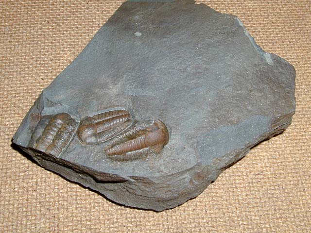 Ellipsocephalus hoffi