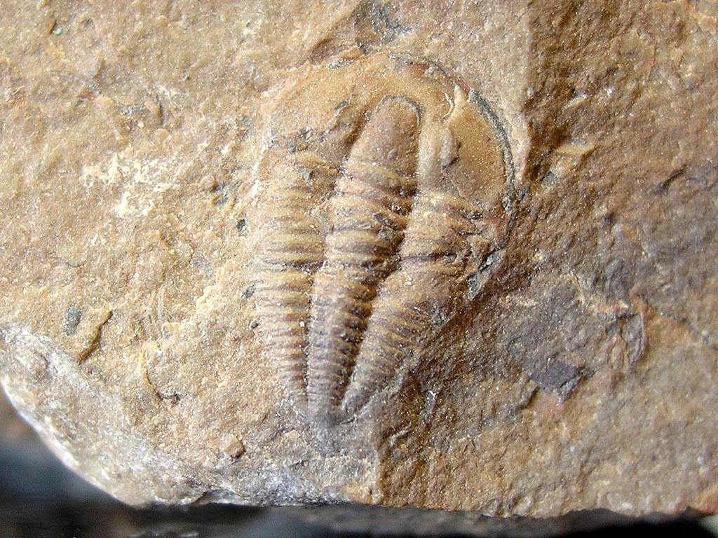 Piochaspis sellata