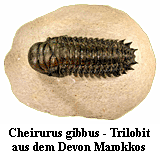 Trilobit Cheirurus