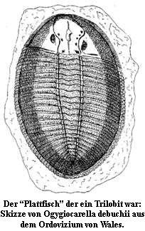 "Plattfisch" Ogygiocarella