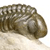 TriloNet - Offener Fossilienring