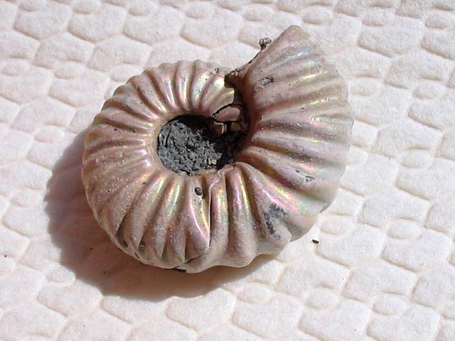 Leymeriella