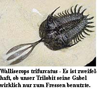 Walliserops trifurcatus