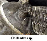 Trilobit Hollardops sp.